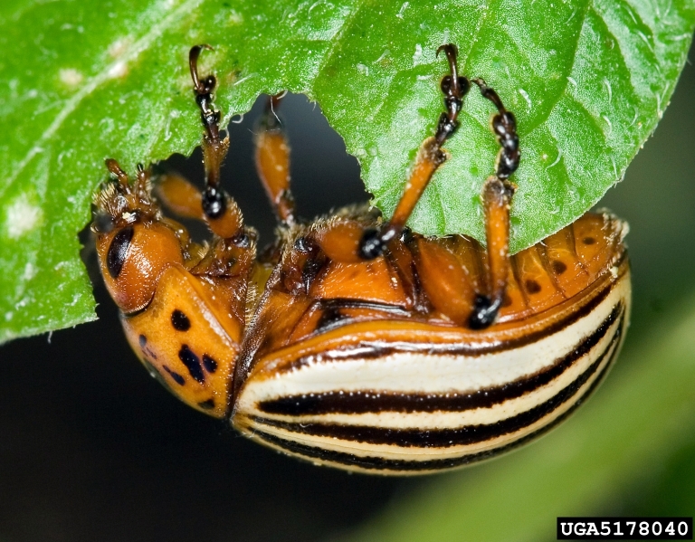 Colorado potato beetle, Leptinotarsa decemlineata Pest Tracker CAPS